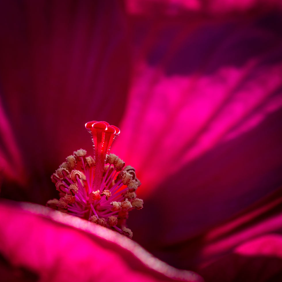 Au coeur de l'hibiscus