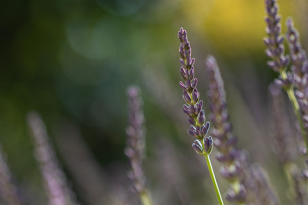 Brin de provence