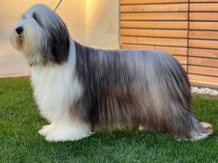 TSARINE DE CHESTER "MAYA"