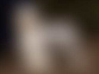 UN POINT C'EST TOI DE CHESTER "MAGGIE"