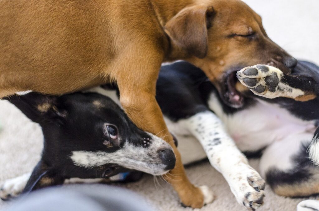 puppy, dog, blue heeler-782617.jpg