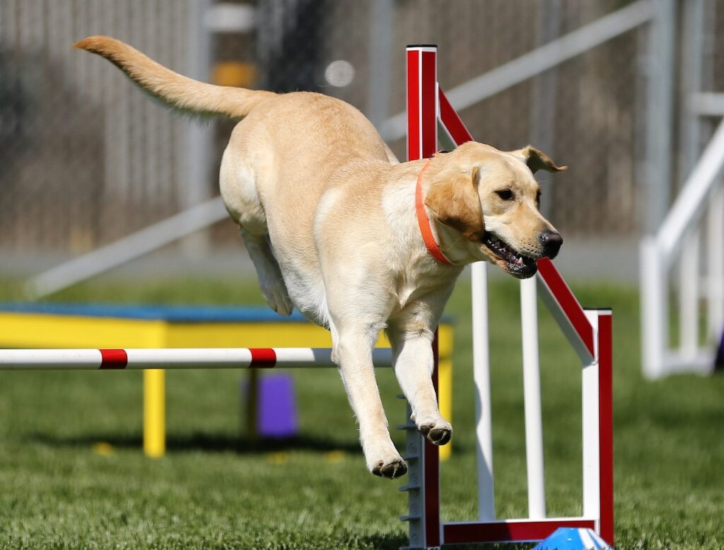 dog agility: dog field trip in Westwood CA