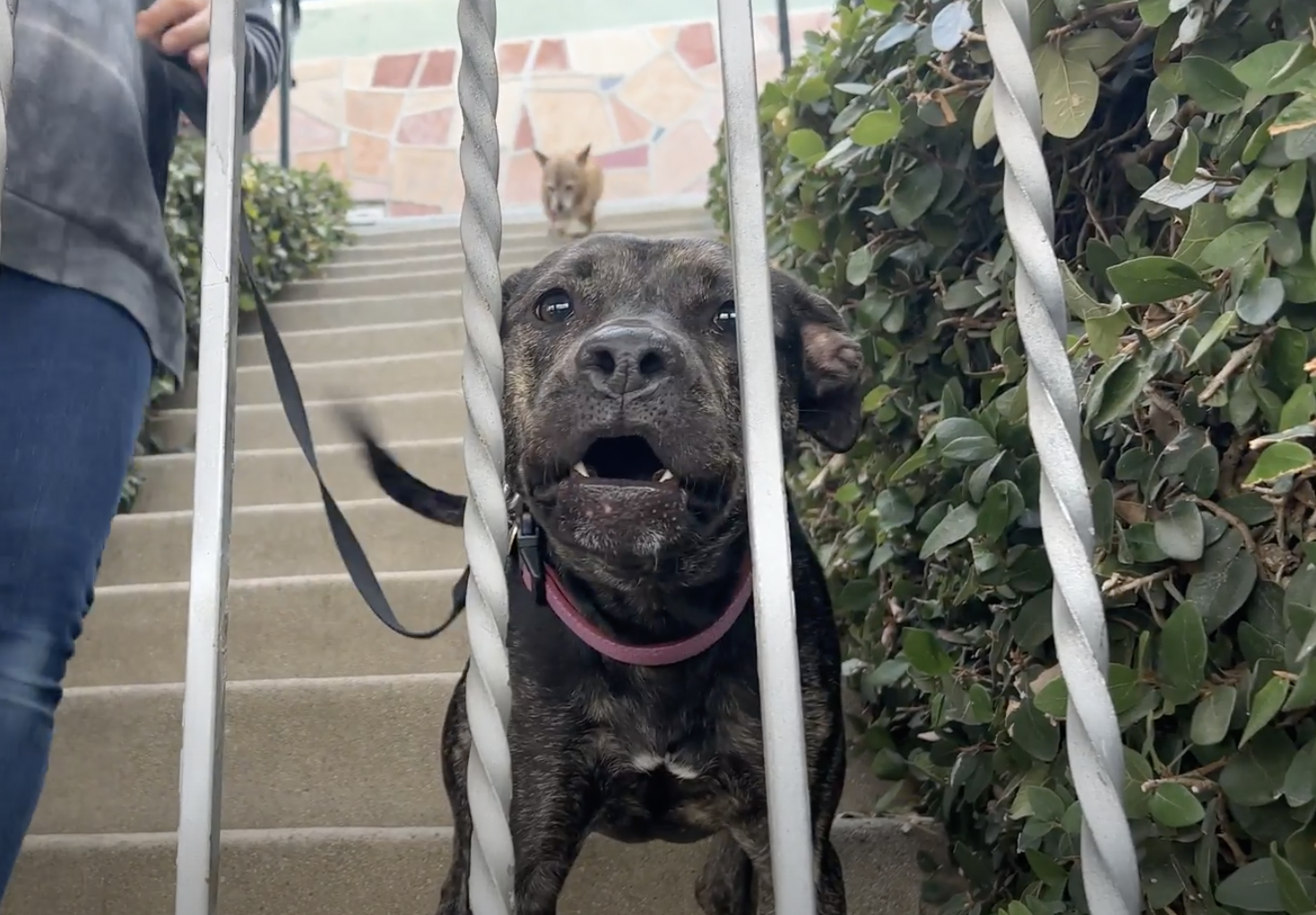 a dog barking