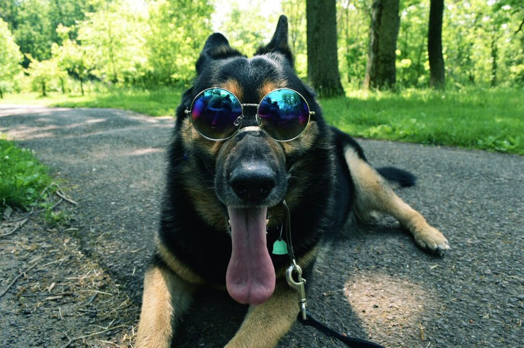 dog, german shepherd, german-2205332.jpg