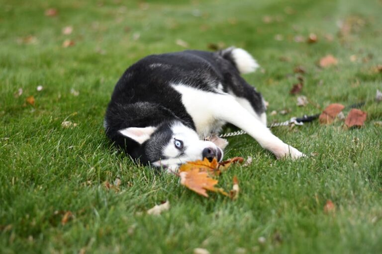 Siberian Husky puppy playfully rolls on the grass with autumn leaves around.