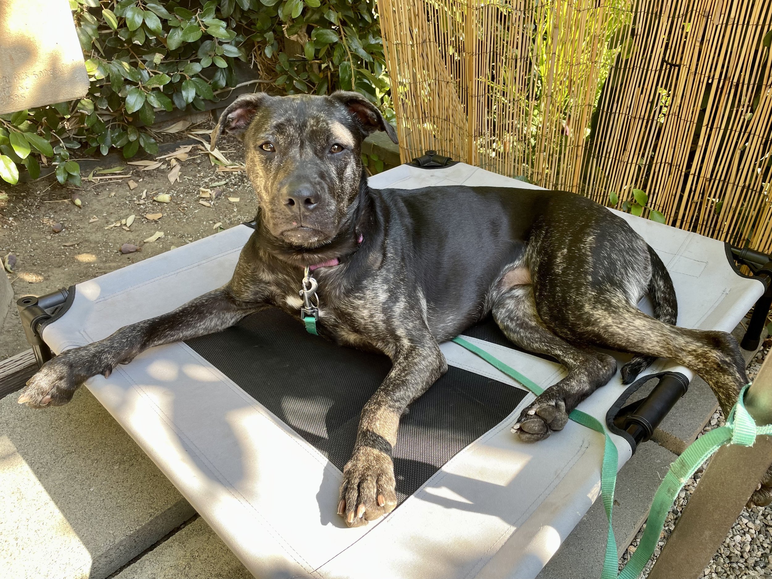 a dog relaxing