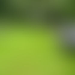 How to maintain a perfect lawn