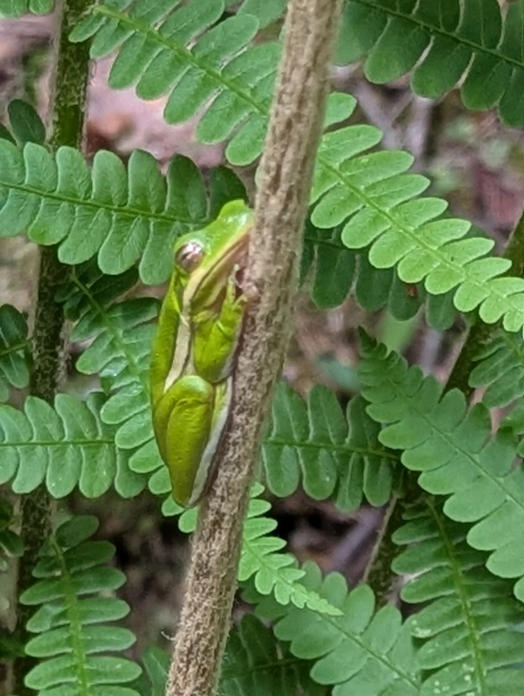 Wild Wednesday Nature Hikes for Kids and Families