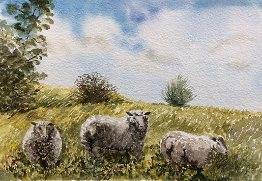 Sheep.jpeg
