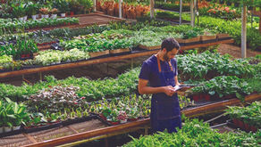 Gen Z Turns The Houseplant Craze Into A Lifestyle Trend: Shops Thrive As Gen Z Continues To Nurture The ‘Plant Parent’ Trend