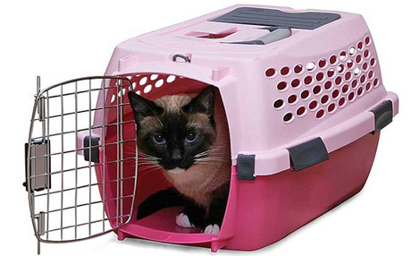 cat rehoming websites