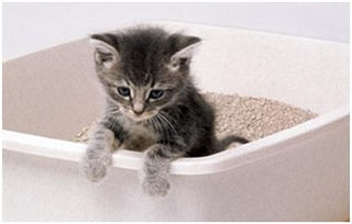 long haired cat litter box problems