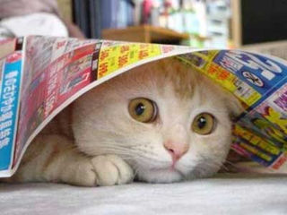 nervous cat medication