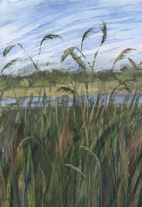 grasses june30th (1).jpeg