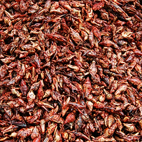Chapulines