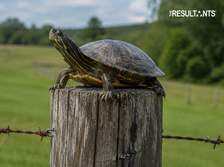 The Leadership Lesson Behind The Post Turtle