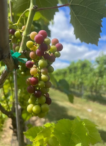 Ripe grapes on the vine at Briede Family Vineyard
