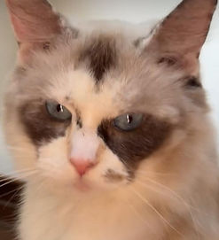 coonabelle seal bicolor female ragdoll cat tigertown ragdolls paris tx