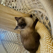 Country Charm Ragdoll millie female seal point.jpg