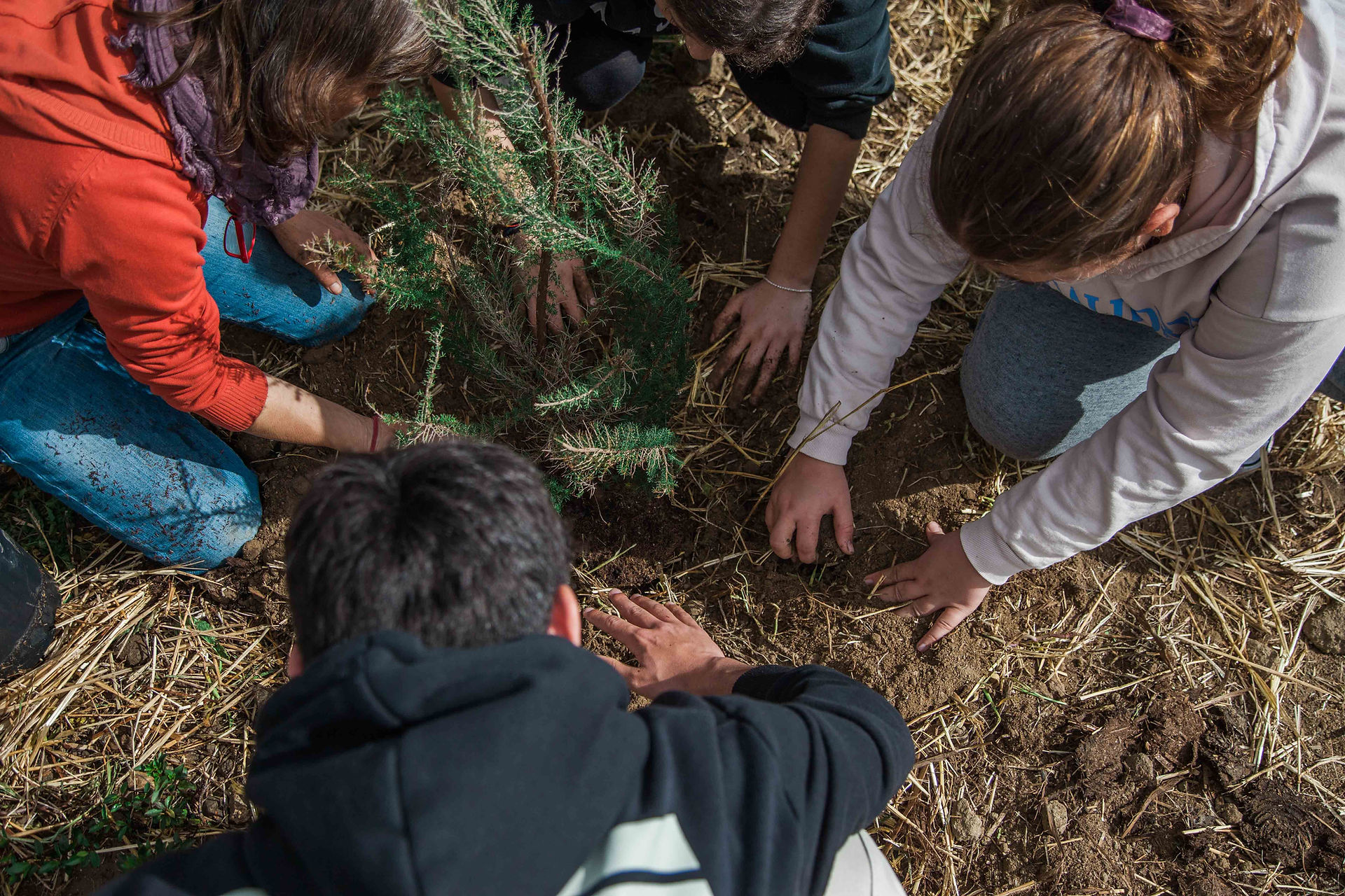 Children planting Miyawaki forest 