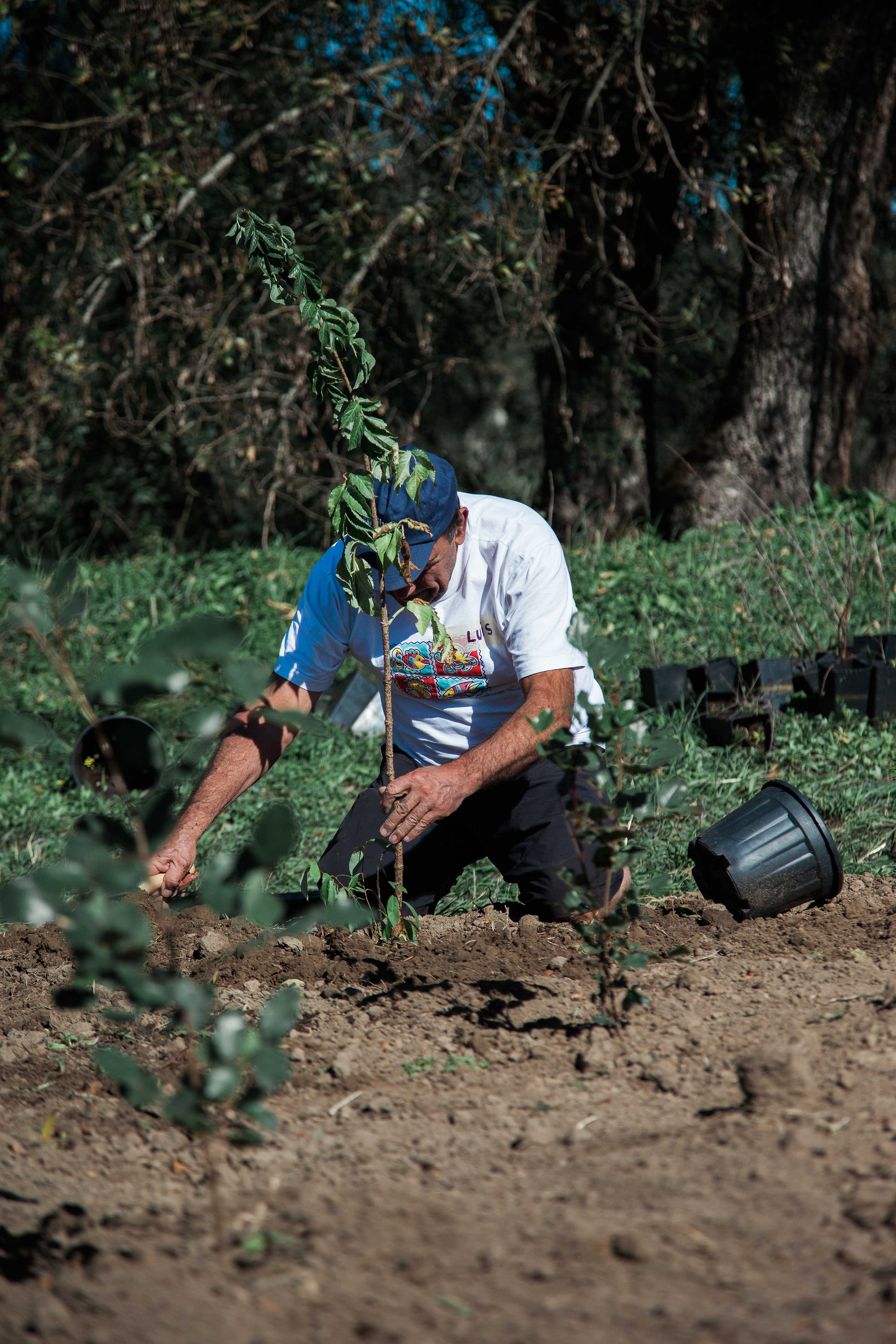 Volunteer plants Miyawaki forest
