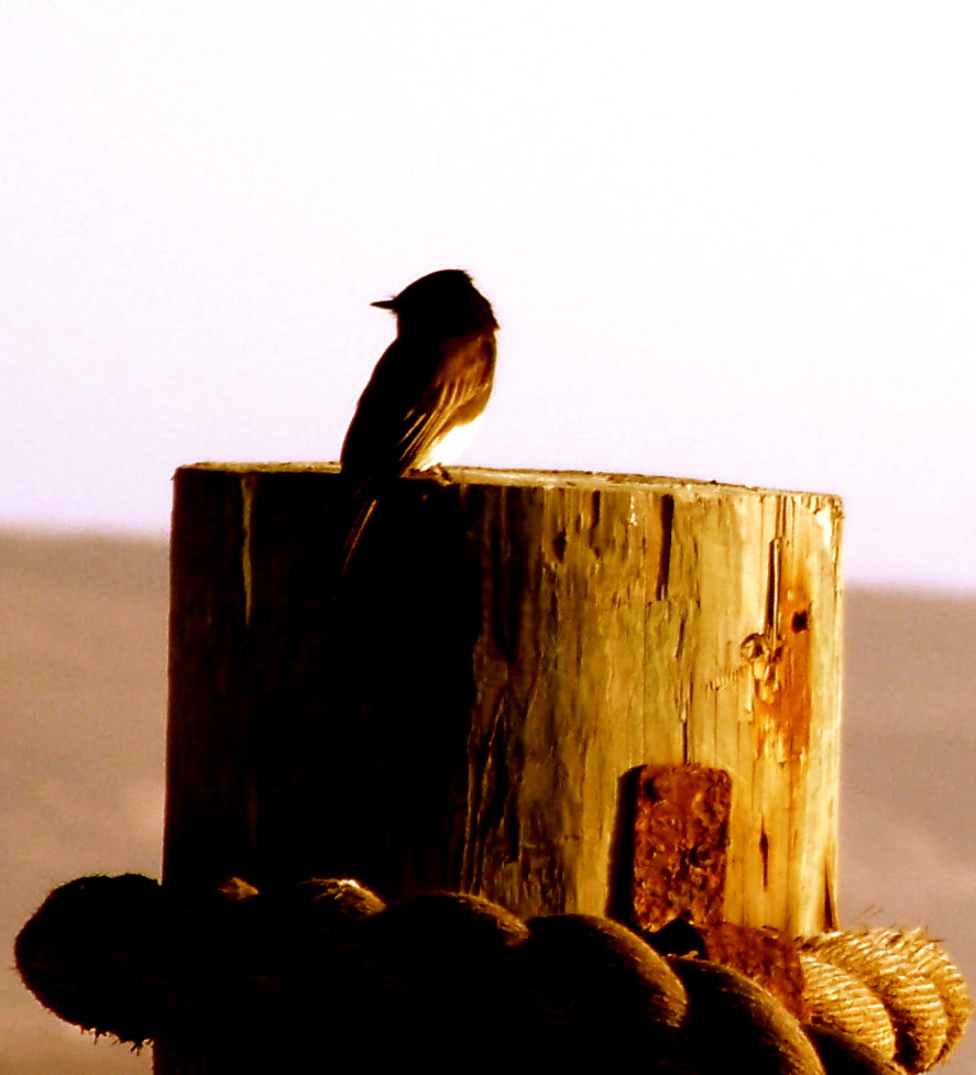 phoebe on stump 2