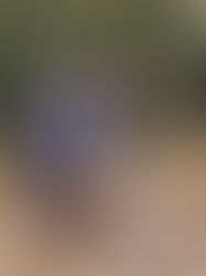 🏆 Victim Of'Love au Championship Dog Show de Coventry Uk 🇬🇧 Un week-end placé sous le signe du Staffordshire Bull Terrier