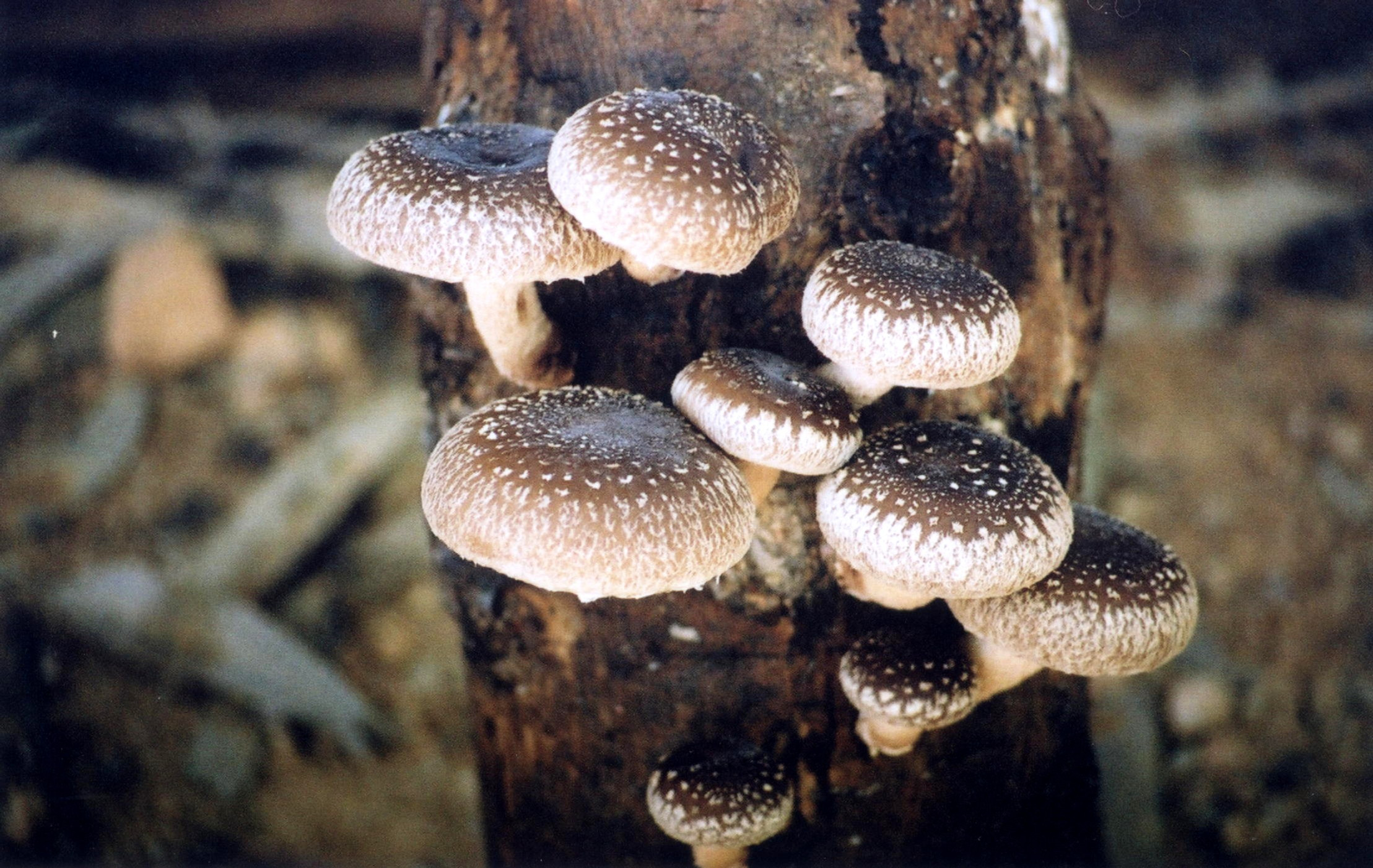 Shiitake - FF30