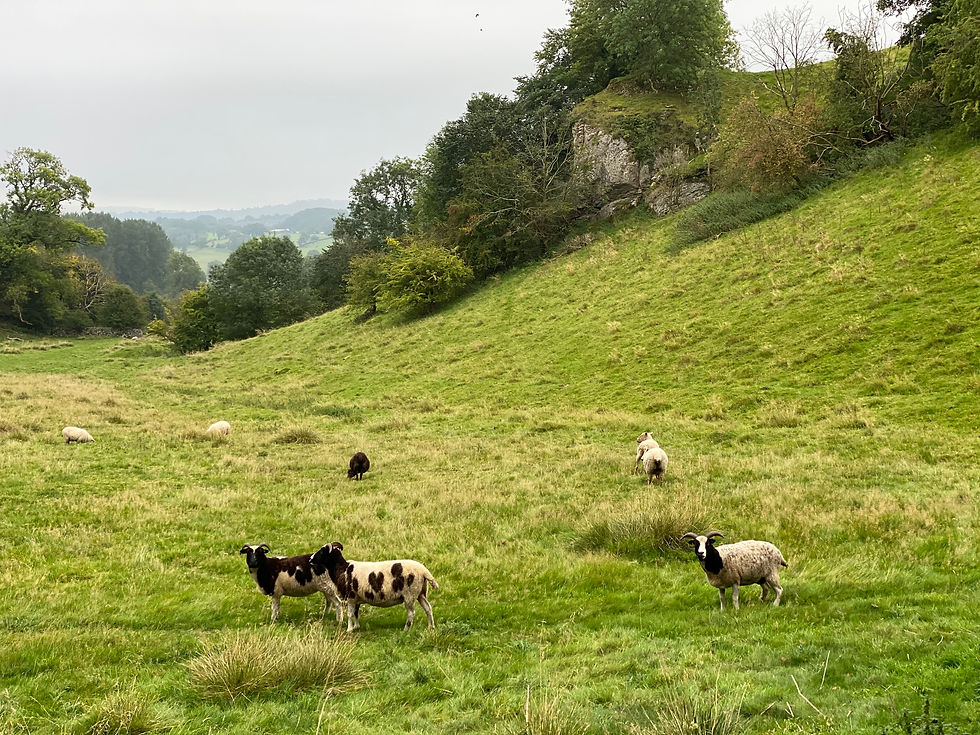 Local walk