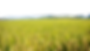 pngegg (7).png