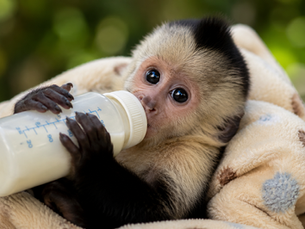 Não, macaco não é pet.