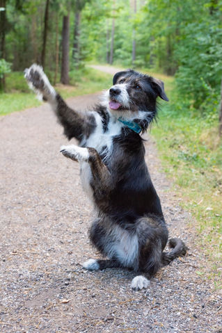 Ein fröhlicher Terriermischling, der in der Natur spielt und dabei 'Männchen' macht. Dieser Tierschutzhund aus Rumänien zeigt sein charmantes Wesen und sein territorialer Charakter, indem er Besucher freundlich anbellt. Der Hund ist ein Beispiel für erfolgreiches Hundetraining und die positive Entwicklung eines Rescuedogs.