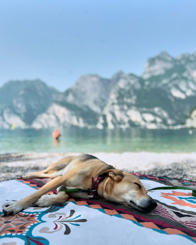 Ein schlafender Hund liegt entspannt vor dem malerischen Gardasee, umgeben von der idyllischen Urlaubsatmosphäre. Der Hund genießt eine wohlverdiente Ruhepause nach einem aktiven Trainingstag, der das entspannte Hundeleben in vollen Zügen widerspiegelt."