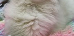 IMG_1674.jpeg