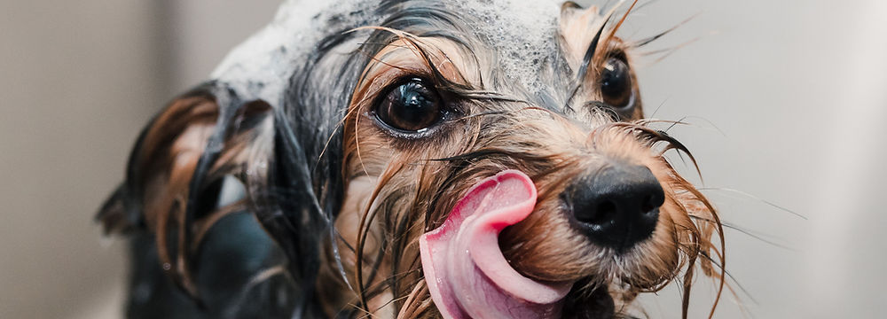 happy small yorkshire terrier sticking out its tongue in a bath with foam on the head