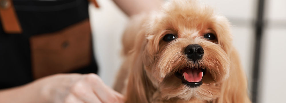 Petit chien brun souriant pendant son toilettage chez Very Nice · Grand.