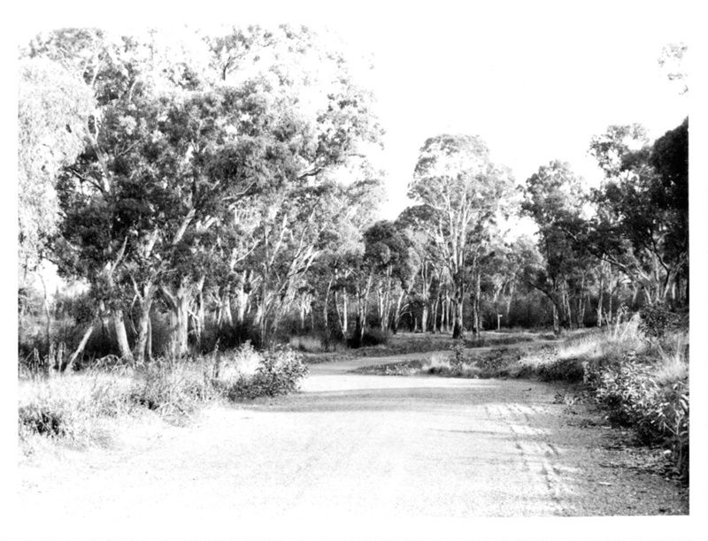 Sherwood Drive Glenalta looking north through Winsers property September 1963; 1963; P00296WI