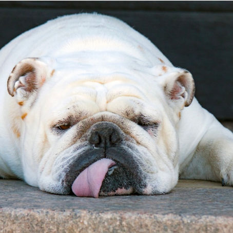 Bulldog -anglais -langue-tirée