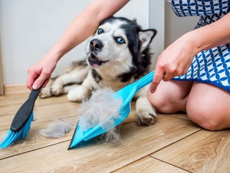 Husky qui perd ses poils