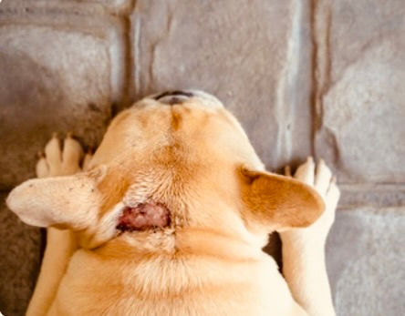 Hot spot chien : traitement naturel efficace et rapide