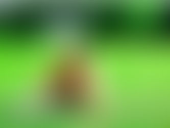 Chien qui se gratte dans herbe