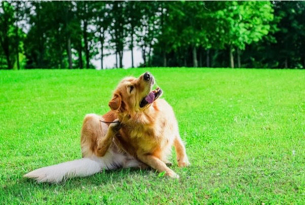 Chien qui se gratte dans herbe