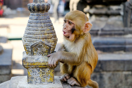 singe-chitwan-parc.jpg
