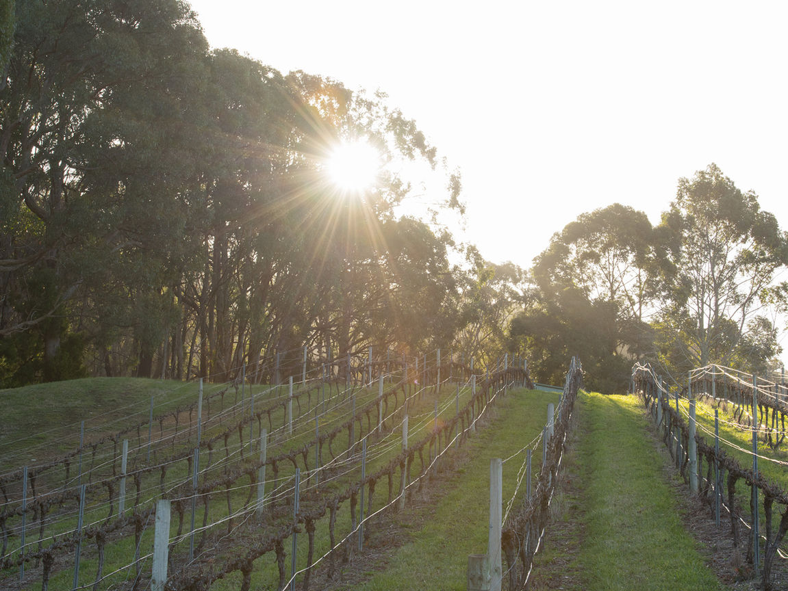 vines in the winter
