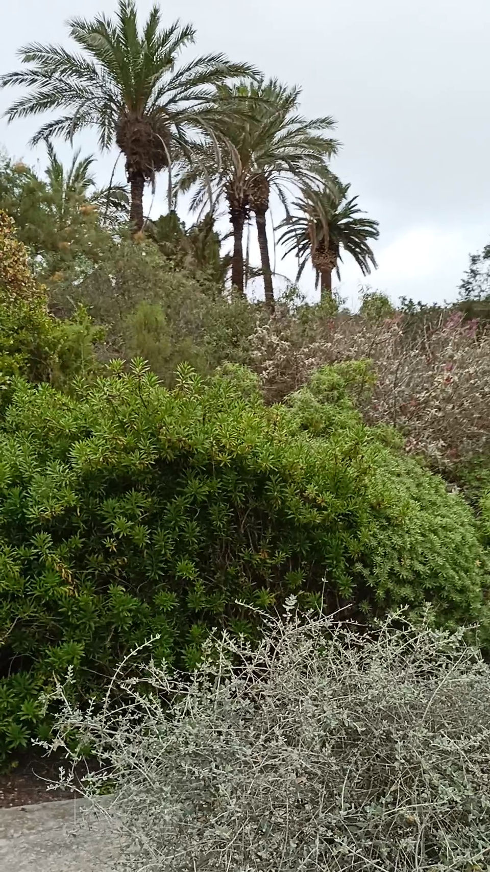 Desde el bosque bajo a las grandes palmeras se observan en esta imagen global del una de las laderas del Jardí Botánic de Barcelona