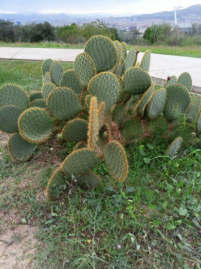 Visión de opuntias en el Jardí Botànic de Barcelona con la ciudad al fondo. Las palas superredondas de esta especie son otra experiencia para nuestros sentidos