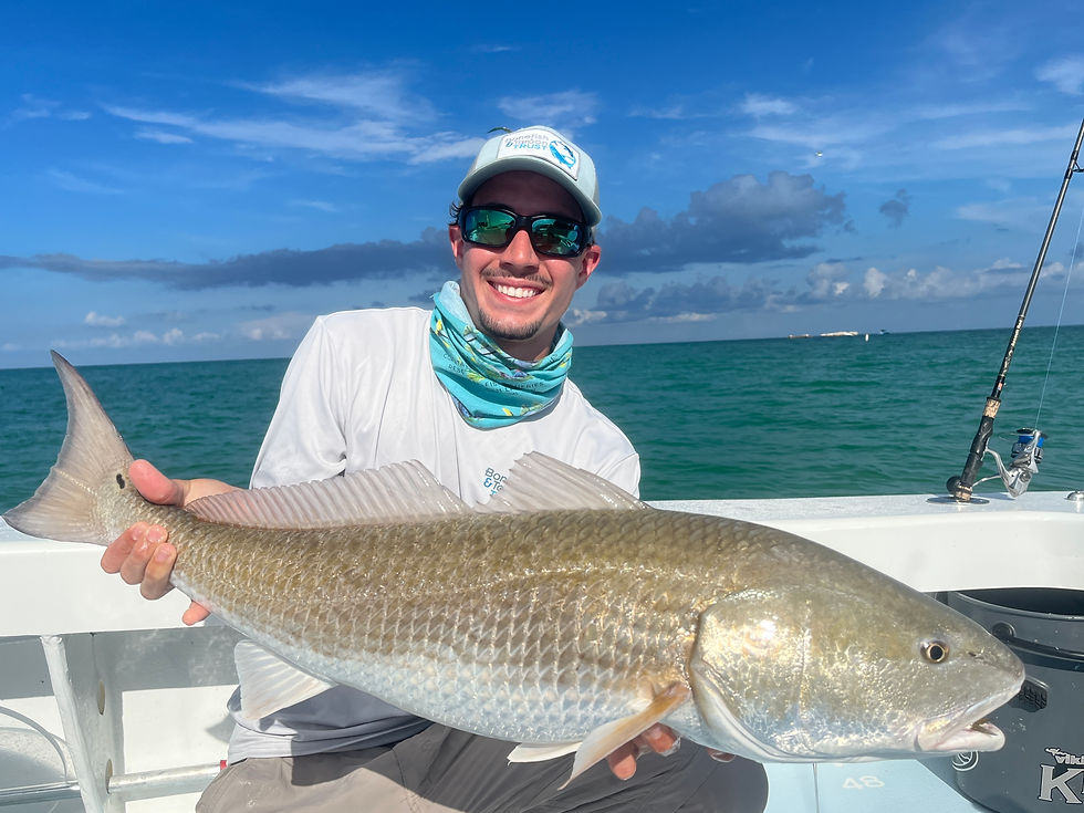 Sampled fish Anna Maria Island