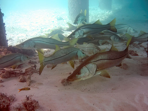 Snook