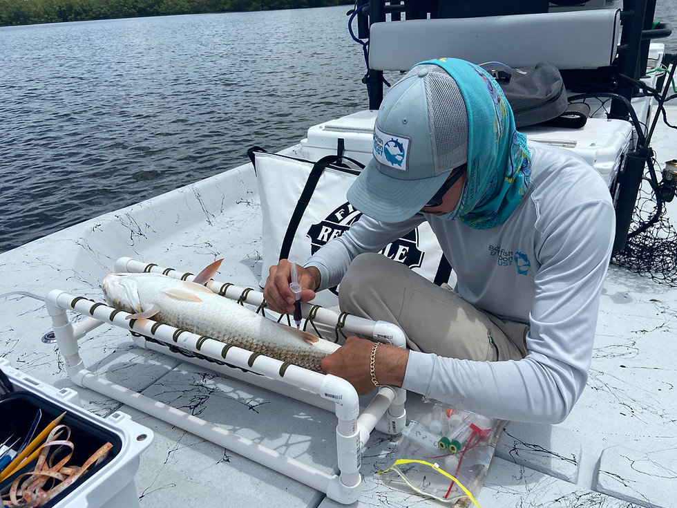 Blood sampling Charlotte Harbor