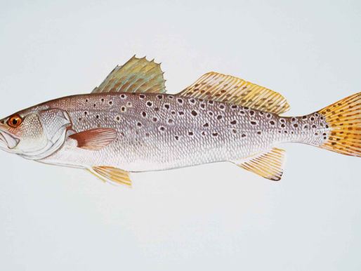The State of Sea Trout in South Florida (My Take)